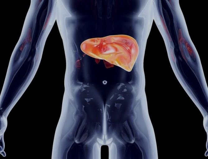 печень
